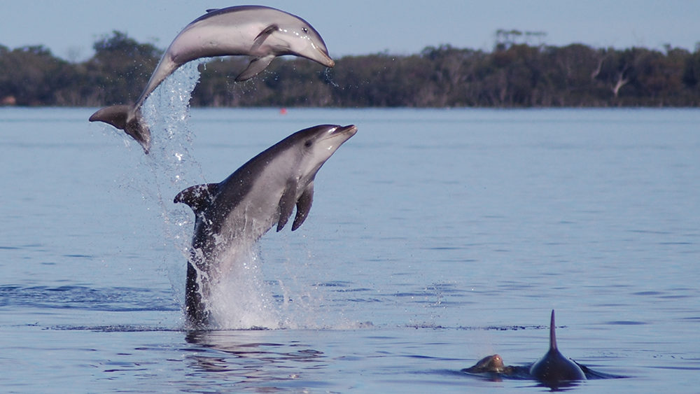 Burrunan dolphins