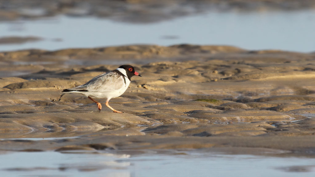 Hooded plover at Mallacoota