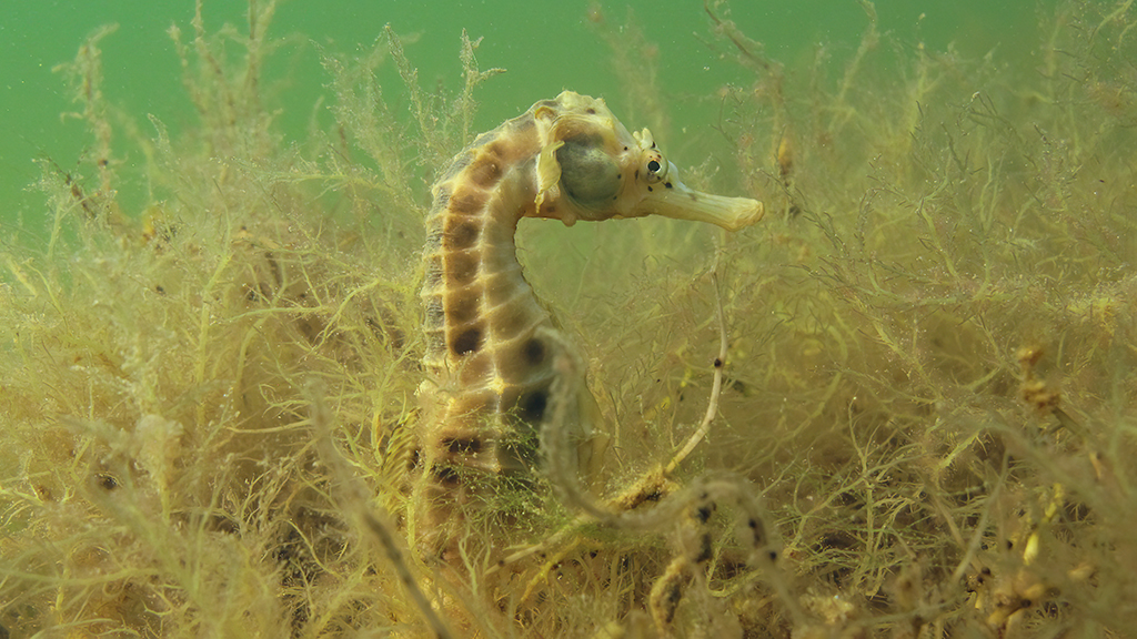 Seahorse in the Gippsland Lakes