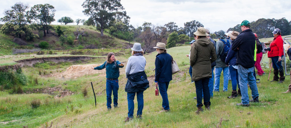 Red Gum Ramble